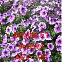 Pet&uacute;nie mnohokvět&aacute; Brigitta F1