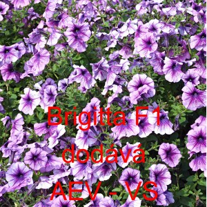 Pet&uacute;nie mnohokvět&aacute; Brigitta F1