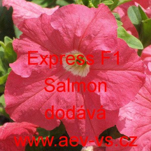 Pet&uacute;nie velkokvět&aacute; Express F1 Salmon