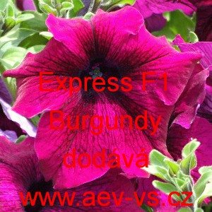 Pet&uacute;nie velkokvět&aacute; Express F1 Burgundy