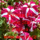 Pet&uacute;nie velkokvět&aacute; Express F1 Rose Star