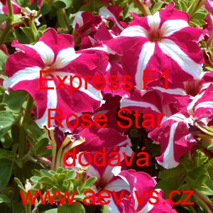 Pet&uacute;nie velkokvět&aacute; Express F1 Rose Star