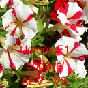 Pet&uacute;nie velkokvět&aacute; &Uacute;směv F1