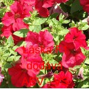 Pet&uacute;nie velkokvět&aacute; L&aacute;ska F1