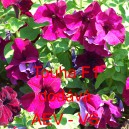 Pet&uacute;nie velkokvět&aacute; Touha F1