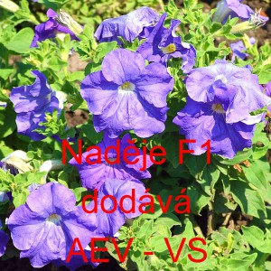 Pet&uacute;nie velkokvět&aacute; Naděje F1