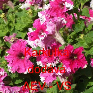 Pet&uacute;nie velkokvět&aacute; třepenit&aacute; Karkulka