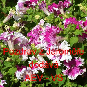 Pet&uacute;nie velkokvět&aacute; Pozdrav z&nbsp;Jaroměře