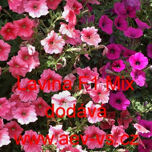 Pet&uacute;nie velkokvět&aacute; převisl&aacute; Lavina F1 Mix