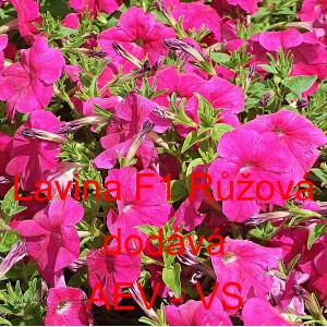 Pet&uacute;nie velkokvět&aacute; převisl&aacute; Lavina F1 Růžov&aacute;