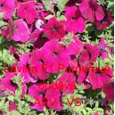 Pet&uacute;nie velkokvět&aacute; převisl&aacute; Lavina F1 Purpurov&aacute;