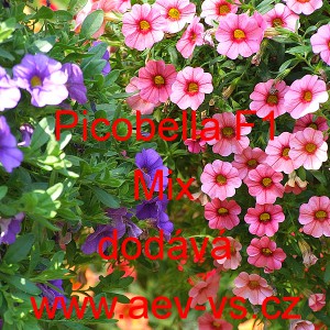 Pet&uacute;nie drobnokvět&aacute; Picobella F1 Mix