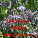 Brutn&aacute;k l&eacute;kařsk&yacute; Borretsch