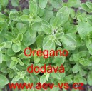 Dobromysl obecn&aacute;, oregano