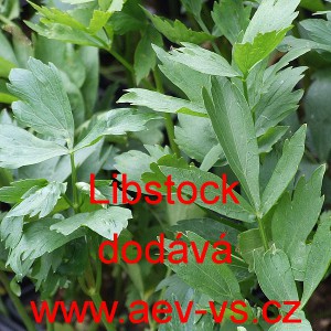 Libeček l&eacute;kařsk&yacute; Libstock