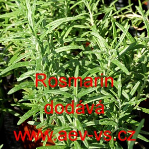 Rozmar&yacute;na l&eacute;kařsk&aacute; Rosmarin