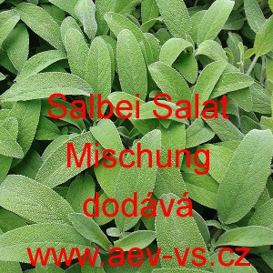 &Scaron;alvěj l&eacute;kařsk&aacute; Salbei Salat Mischung