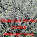 Tymi&aacute;n obecn&yacute; Deutscher Winter