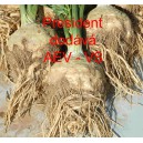 Celer bulvov&yacute; President