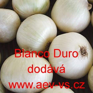 Cibule jarn&iacute; kuchyňsk&aacute; Southport White Globe (Blanco Duro)