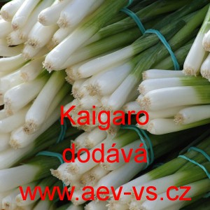 Cibule zimn&iacute; naťov&aacute; Kaigaro