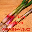 Cibulka zimn&iacute; p&oacute;rkov&aacute; červen&aacute; Red Toga