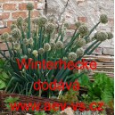 Cibule zimn&iacute; Winterhecke