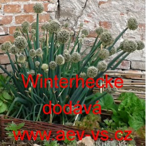 Cibule zimn&iacute; Winterhecke