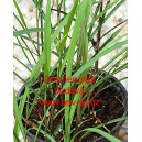 Citr&oacute;nov&aacute; tr&aacute;va Zitronengras