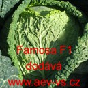 Kapusta hl&aacute;vkov&aacute; hybridn&iacute; Famosa F1