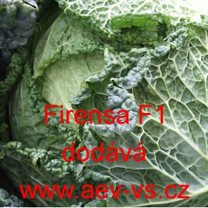 Kapusta hl&aacute;vkov&aacute; hybridn&iacute; Firensa F1