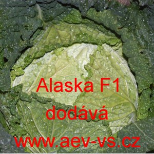 Kapusta hl&aacute;vkov&aacute; hybridn&iacute; Alaska F1