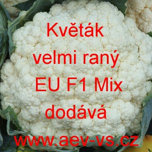 Květ&aacute;k hybridn&iacute; velmi ran&yacute; zahraničn&iacute; EU F1 Mix