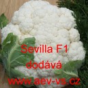 Květ&aacute;k hybridn&iacute; Sevilla F1