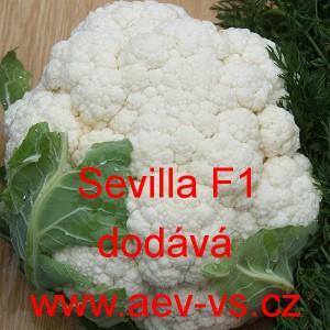 Květ&aacute;k hybridn&iacute; Sevilla F1