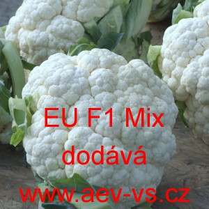 Květ&aacute;k hybridn&iacute; pozdn&iacute; zahraničn&iacute; EU F1 Mix