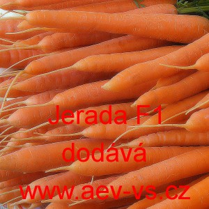 Mrkev obecn&aacute; hybridn&iacute; Jerada F1