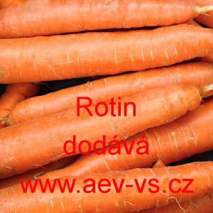 Mrkev obecn&aacute; Rotin