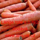 Mrkev obecn&aacute; Zino/L.r.s.o.H.2.