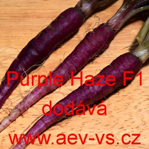 Mrkev obecn&aacute; hybridn&iacute; Purple Haze F1
