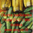 Okurka set&aacute; nakl&aacute;dačka hybridn&iacute; partenokarpick&aacute; i do f&oacute;liovn&iacute;ku "Hrub&aacute;" EU F1 Mix