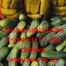 Okurka set&aacute; nakl&aacute;dačka hybridn&iacute; partenokarpick&aacute; i do sklen&iacute;ku "Hrub&aacute;" EU F1 Mix