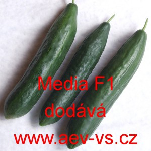 Okurka set&aacute; sal&aacute;tov&aacute; hybridn&iacute; "hadovka" do sklen&iacute;ku Media F1