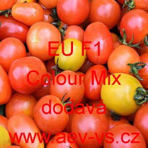 Rajče tyčkov&eacute; hybridn&iacute; až dlouze ov&aacute;ln&eacute; EU F1 Colour Mix