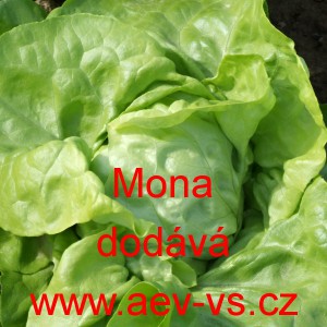 Sal&aacute;t hl&aacute;vkov&yacute; m&aacute;slov&yacute; Mona