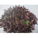 Sal&aacute;t Salanova Crispy Tralex RZ