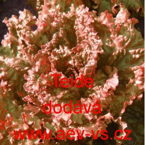 Sal&aacute;t hl&aacute;vkov&yacute; Teide