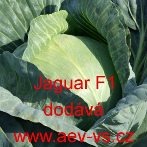 Zel&iacute; hl&aacute;vkov&eacute; b&iacute;l&eacute; hybridn&iacute; Jaguar F1